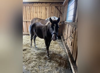 Cavallo della foresta nera, Stallone, Puledri
 (04/2023), Sauro scuro