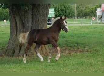 Cavallo della foresta nera, Stallone, Puledri (03/2025), Sauro scuro