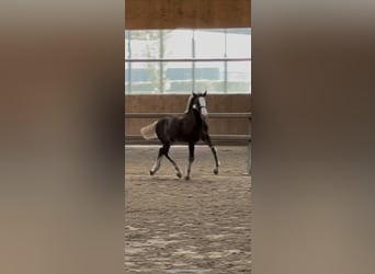 Cavallo della foresta nera, Stallone, Puledri (04/2025), Sauro scuro