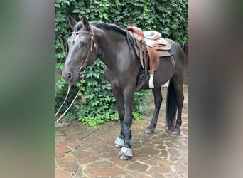 Cavallo di Merens Mix, Castrone, 15 Anni, 156 cm, Baio scuro