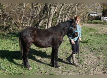 Cavallo di Merens, Castrone, 1 Anno, 120 cm, Morello