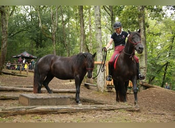 Cavallo di Merens, Castrone, 3 Anni, 145 cm, Morello