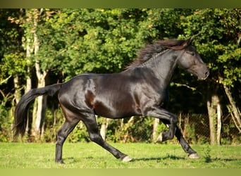 Cavallo di Merens, Castrone, 4 Anni, 150 cm, Morello
