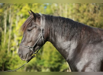 Cavallo di Merens, Castrone, 4 Anni, 150 cm, Morello