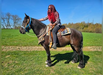 Cavallo di Merens Mix, Castrone, 4 Anni, 155 cm, Morello