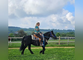 Cavallo di Merens, Castrone, 6 Anni, 151 cm, Morello