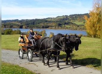 Cavallo di Merens, Castrone, 7 Anni, 165 cm, Morello