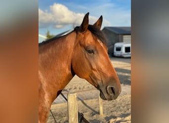 Cavallo di Merens Mix, Castrone, 9 Anni, 156 cm, Baio