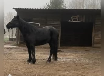 Cavallo di Merens, Giumenta, 10 Anni, 145 cm, Morello