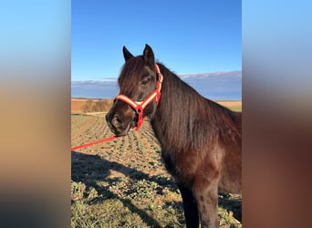 Cavallo di Merens Mix, Giumenta, 11 Anni, 130 cm, Morello