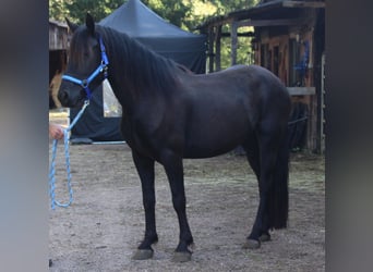 Cavallo di Merens, Giumenta, 3 Anni, 148 cm, Morello