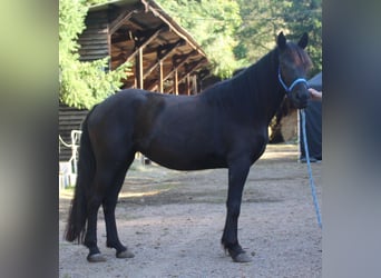 Cavallo di Merens, Giumenta, 3 Anni, 148 cm, Morello