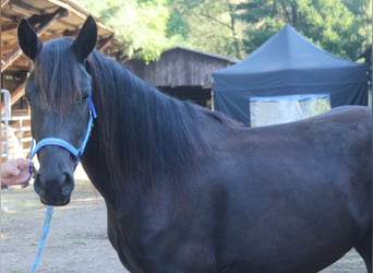 Cavallo di Merens, Giumenta, 3 Anni, 148 cm, Morello