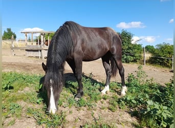 Cavallo di Merens Mix, Giumenta, 3 Anni, 150 cm