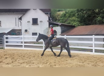 Cavallo di Merens, Giumenta, 3 Anni, 153 cm, Morello