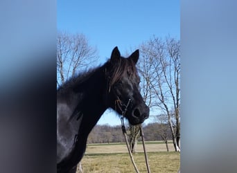 Cavallo di Merens, Giumenta, 5 Anni, 150 cm, Morello