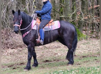 Cavallo di Merens, Giumenta, 5 Anni, 156 cm, Morello