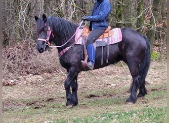 Cavallo di Merens, Giumenta, 5 Anni, 156 cm, Morello
