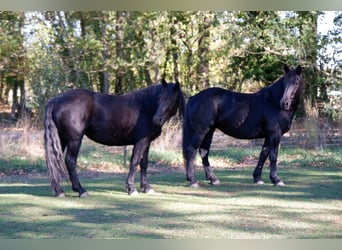 Cavallo di Merens, Giumenta, 9 Anni, 150 cm, Morello