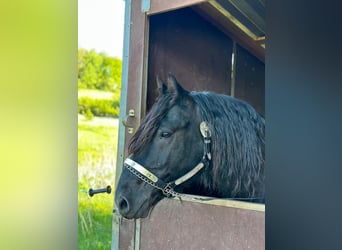 Cavallo di Merens, Stallone, 12 Anni, 148 cm, Morello