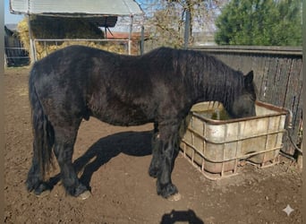 Cavallo di Merens, Stallone, 1 Anno, Morello