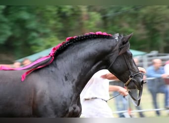 Cavallo di Merens, Stallone, 22 Anni, 158 cm, Morello