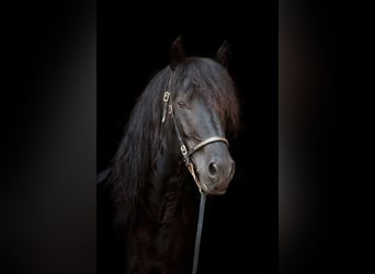 Cavallo di Merens, Stallone, 22 Anni, 158 cm, Morello