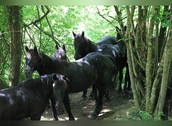 Cavallo di Merens, Stallone, 2 Anni, 150 cm, Morello