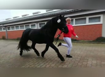 Cavallo di Merens, Stallone, 11 Anni, 152 cm, Morello