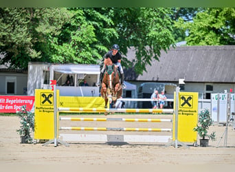 Cavallo finlandese, Castrone, 11 Anni, 174 cm, Sauro