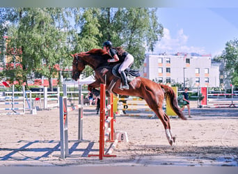 Cavallo finlandese, Castrone, 11 Anni, 174 cm, Sauro