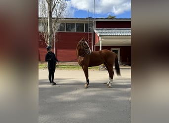 Cavallo finlandese, Castrone, 3 Anni, 164 cm, Sauro scuro