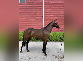 Cavallo finlandese, Giumenta, 3 Anni, 162 cm, Baio ciliegia
