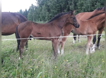 Cavallo finlandese, Stallone, Puledri (04/2026), Baio scuro
