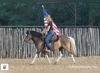 Cavallo in miniatura americano, Castrone, 11 Anni, 117 cm, Tobiano-tutti i colori