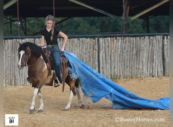 Cavallo in miniatura americano, Castrone, 11 Anni, 117 cm, Tobiano-tutti i colori