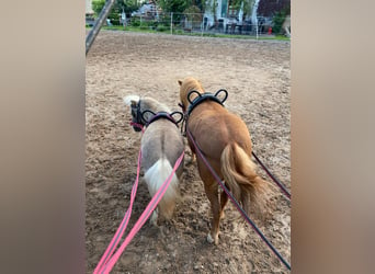 Cavallo in miniatura americano, Castrone, 11 Anni