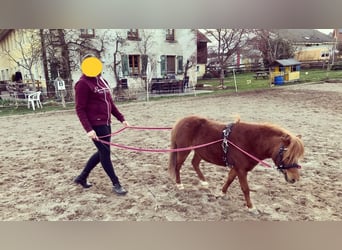 Cavallo in miniatura americano, Castrone, 11 Anni