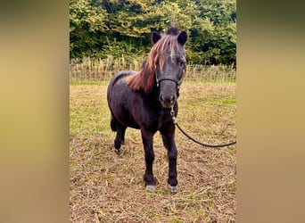 Cavallo in miniatura americano, Castrone, 12 Anni