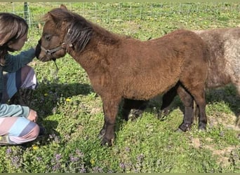 Cavallo in miniatura americano, Castrone, 2 Anni, 81 cm, Baio