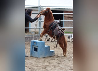 Cavallo in miniatura americano, Castrone, 4 Anni, 60 cm, Sauro scuro