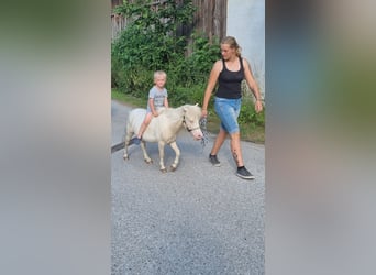 Cavallo in miniatura americano, Castrone, 4 Anni, 80 cm, Cremello