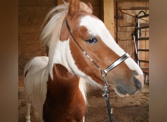 Cavallo in miniatura americano, Castrone, 7 Anni, 86 cm, Pezzato
