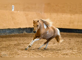 Cavallo in miniatura americano, Castrone, 7 Anni, 92 cm