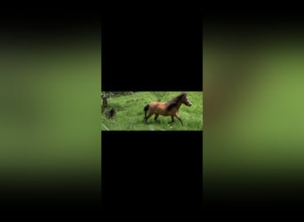 Cavallo in miniatura americano, Giumenta, 13 Anni, 83 cm, Baio