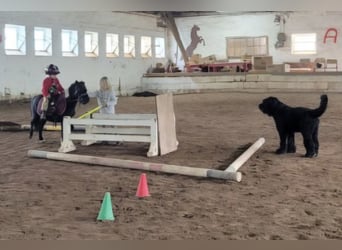 Cavallo in miniatura americano, Giumenta, 15 Anni, 80 cm, Pezzato
