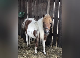 Cavallo in miniatura americano, Giumenta, 17 Anni, 85 cm