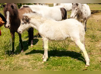 Cavallo in miniatura americano, Giumenta, 1 Anno, Tovero-tutti i colori