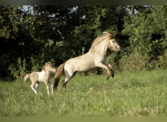 Cavallo in miniatura americano, Giumenta, 2 Anni, 78 cm, Champagne