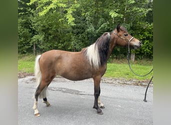 Cavallo in miniatura americano, Giumenta, 2 Anni, 78 cm, Tobiano-tutti i colori